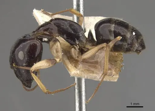 Camponotus elegans specimen CASENT0910371 image casent0910371_3