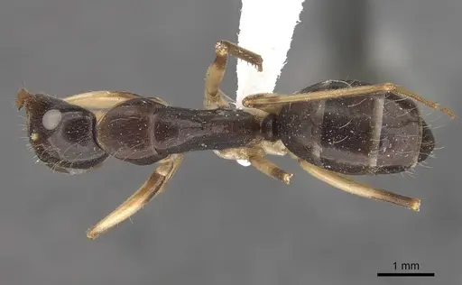 Camponotus elegans specimen CASENT0910372 image casent0910372_1