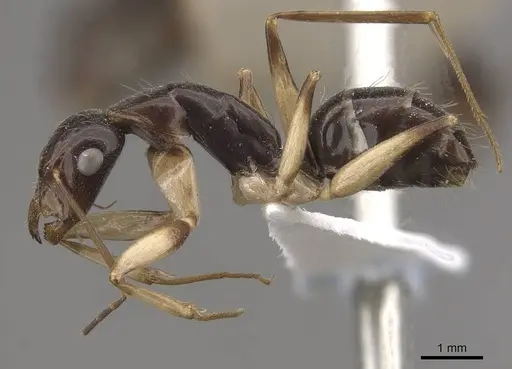 Camponotus elegans specimen CASENT0910372 image casent0910372_3
