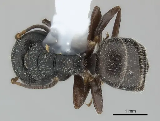 Camponotus elevatus specimen CASENT0217642 image casent0217642_1