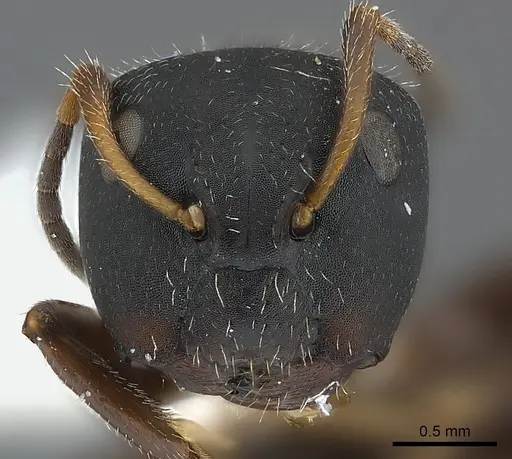 Camponotus elevatus specimen CASENT0217642 image casent0217642_2