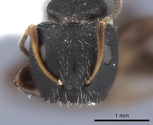 Camponotus elevatus specimen CASENT0217642 image casent0217642_3