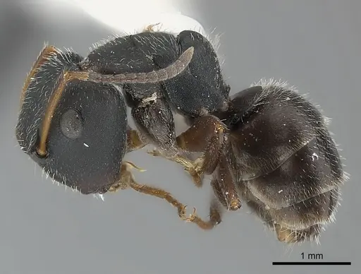 Camponotus elevatus specimen CASENT0217642 image casent0217642_4