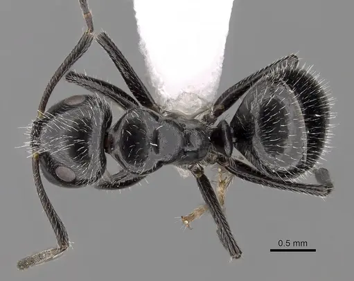 Camponotus elevatus specimen CASENT0280119 image casent0280119_1