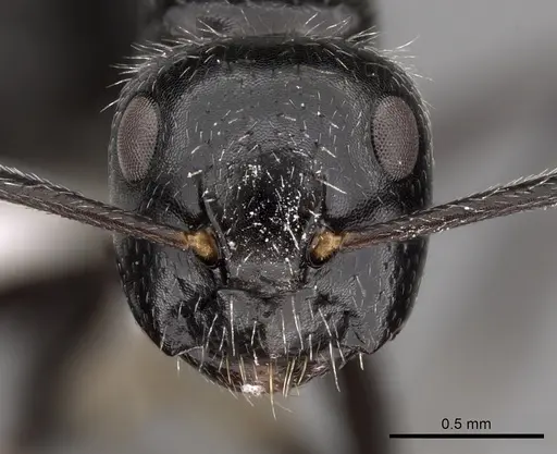Camponotus elevatus specimen CASENT0280119 image casent0280119_2