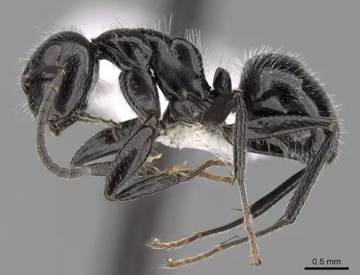 Camponotus elevatus specimen CASENT0280119 image casent0280119_3
