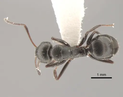 Camponotus elevatus specimen CASENT0882302 image casent0882302_1