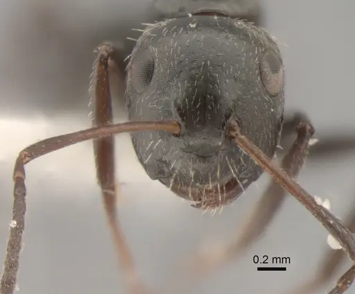 Camponotus elevatus specimen CASENT0882302 image casent0882302_2