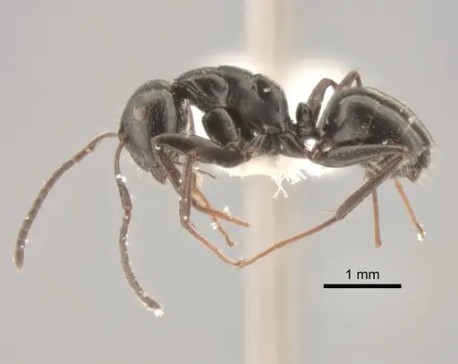 Camponotus elevatus specimen CASENT0882302 image casent0882302_3