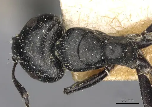 Camponotus elevatus specimen CASENT0910728 image casent0910728_1