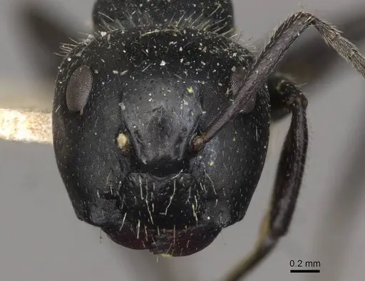 Camponotus elevatus specimen CASENT0910728 image casent0910728_2