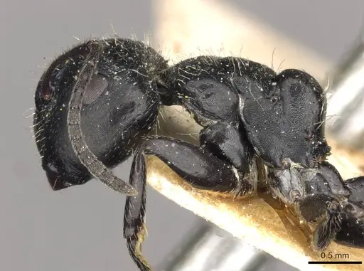 Camponotus elevatus specimen CASENT0910728 image casent0910728_3