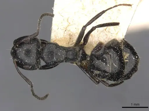 Camponotus elevatus specimen CASENT0910729 image casent0910729_1
