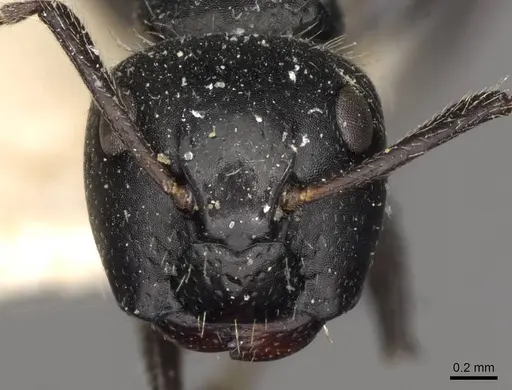 Camponotus elevatus specimen CASENT0910729 image casent0910729_2