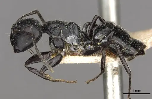 Camponotus elevatus specimen CASENT0910729 image casent0910729_3