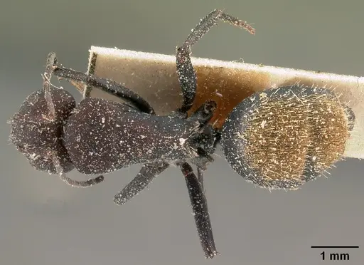 Camponotus ellioti specimen CASENT0101196 image casent0101196_1