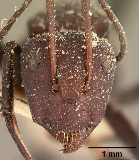 Camponotus ellioti specimen CASENT0101196 image casent0101196_2