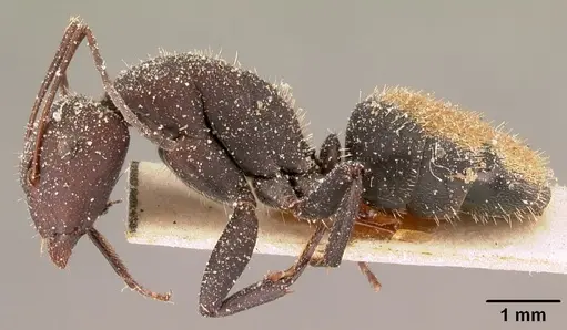 Camponotus ellioti specimen CASENT0101196 image casent0101196_3