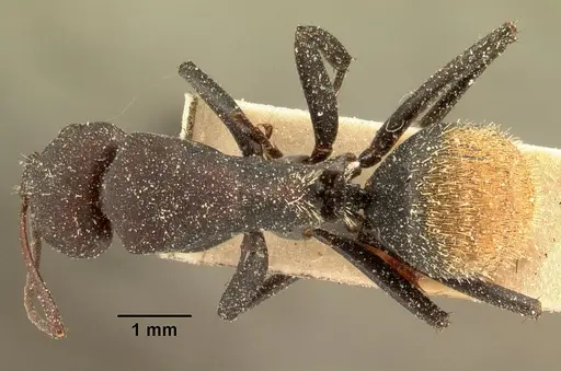 Camponotus ellioti specimen CASENT0101197 image casent0101197_1