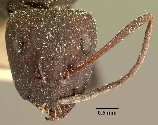 Camponotus ellioti specimen CASENT0101197 image casent0101197_2