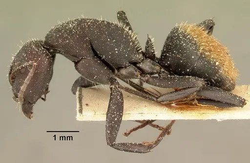 Camponotus ellioti specimen CASENT0101197 image casent0101197_3