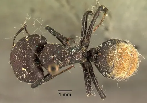 Camponotus ellioti specimen CASENT0101198 image casent0101198_1