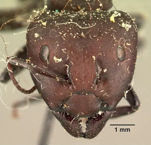 Camponotus ellioti specimen CASENT0101198 image casent0101198_2