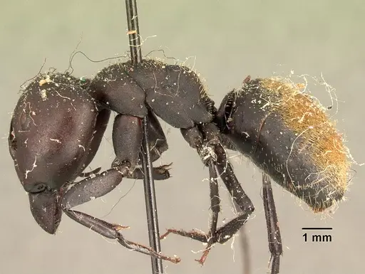 Camponotus ellioti specimen CASENT0101198 image casent0101198_3