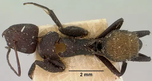 Camponotus ellioti specimen CASENT0101382 image casent0101382_1