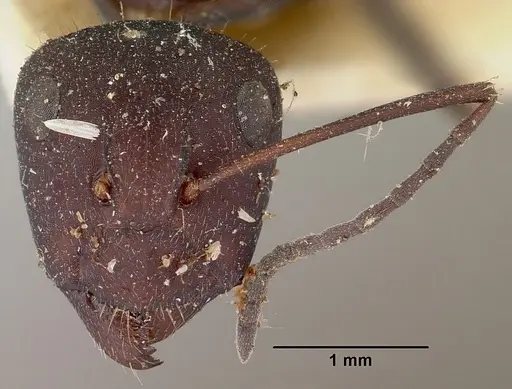 Camponotus ellioti specimen CASENT0101382 image casent0101382_2