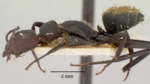 Camponotus ellioti specimen CASENT0101382 image casent0101382_3