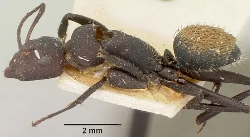 Camponotus ellioti specimen CASENT0101382 image casent0101382_4