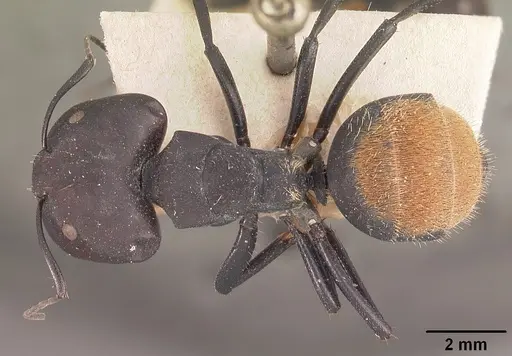 Camponotus ellioti specimen CASENT0102440 image casent0102440_1