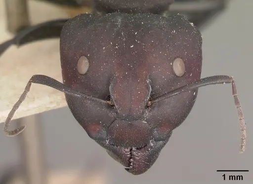 Camponotus ellioti specimen CASENT0102440 image casent0102440_2