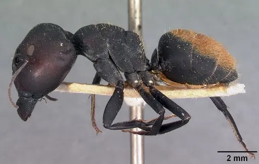 Camponotus ellioti specimen CASENT0102440 image casent0102440_3