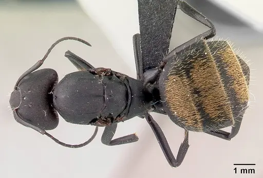 Camponotus ellioti specimen CASENT0450887 image casent0450887_1