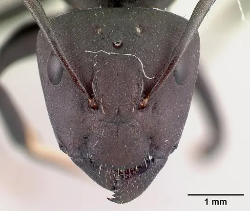 Camponotus ellioti specimen CASENT0450887 image casent0450887_2