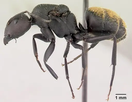 Camponotus ellioti specimen CASENT0450887 image casent0450887_3