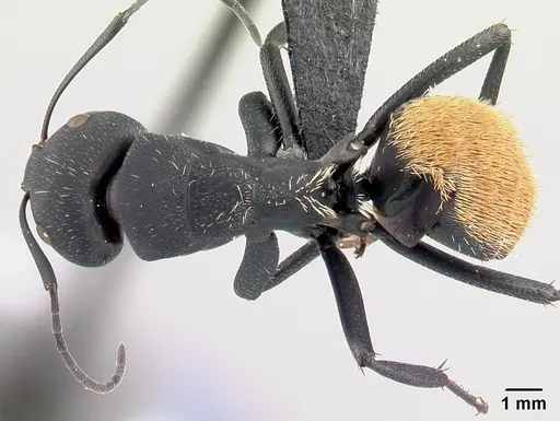 Camponotus ellioti specimen CASENT0450893 image casent0450893_1