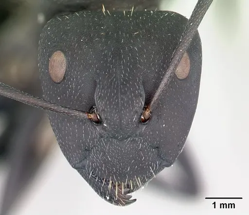 Camponotus ellioti specimen CASENT0450893 image casent0450893_2