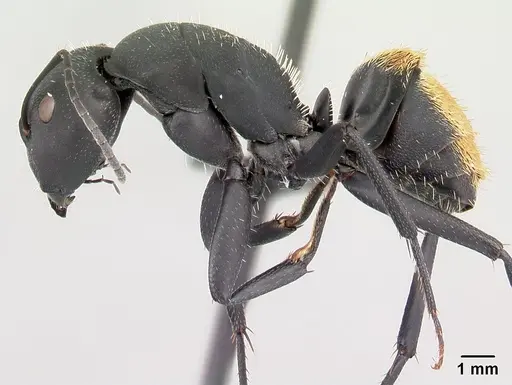 Camponotus ellioti specimen CASENT0450893 image casent0450893_3