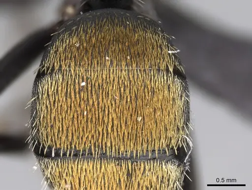 Camponotus ellioti specimen CASENT0450896 image casent0450896_1