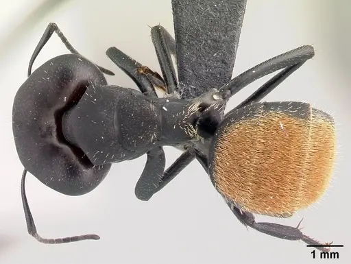 Camponotus ellioti specimen CASENT0450899 image casent0450899_1