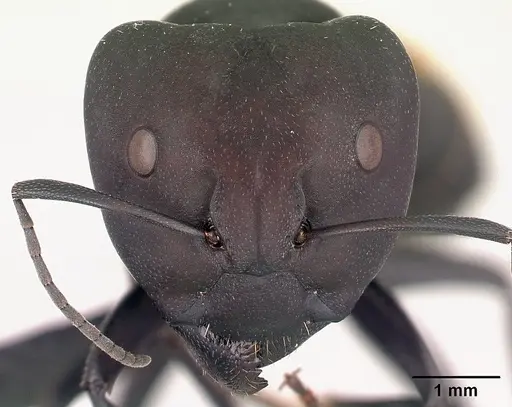 Camponotus ellioti specimen CASENT0450899 image casent0450899_2