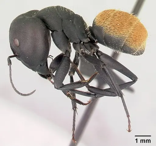 Camponotus ellioti specimen CASENT0450899 image casent0450899_3