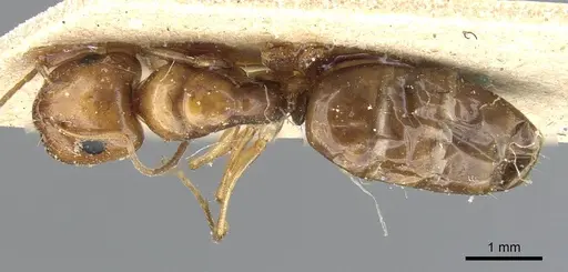 Camponotus emarginatus specimen CASENT0905452 image casent0905452_1
