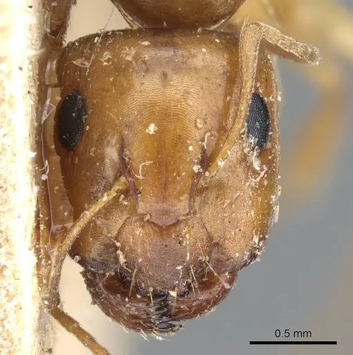 Camponotus emarginatus specimen CASENT0905452 image casent0905452_2