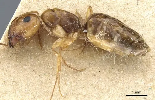 Camponotus emarginatus specimen CASENT0905452 image casent0905452_3