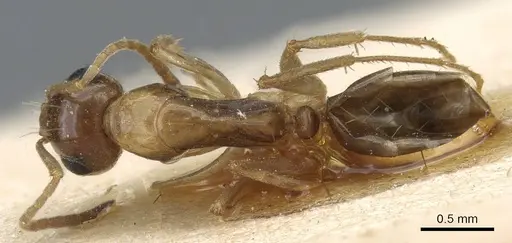Camponotus emarginatus specimen CASENT0905453 image casent0905453_1