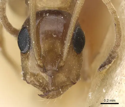 Camponotus emarginatus specimen CASENT0905453 image casent0905453_2